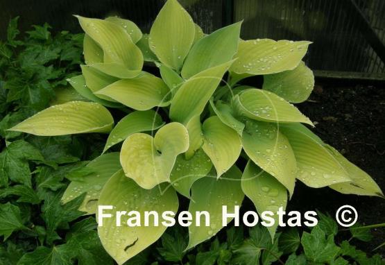 Hosta English Sunrise